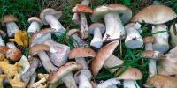 Съедобные весенние грибы Какие грибы можно собирать весной